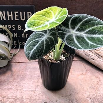 Amazon | 斑入り ニンジャ アロカシア とても希少 観葉植物 | ノー